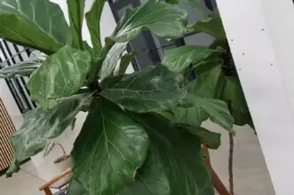 Rooty's Mother, the Fig Leaf Mascot of Cavod's Main Campus Location