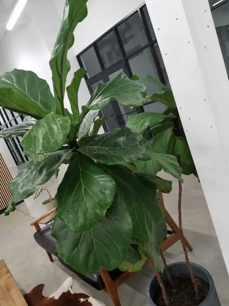 Rooty's Mother, the Fig Leaf Mascot of Cavod's Main Campus Location