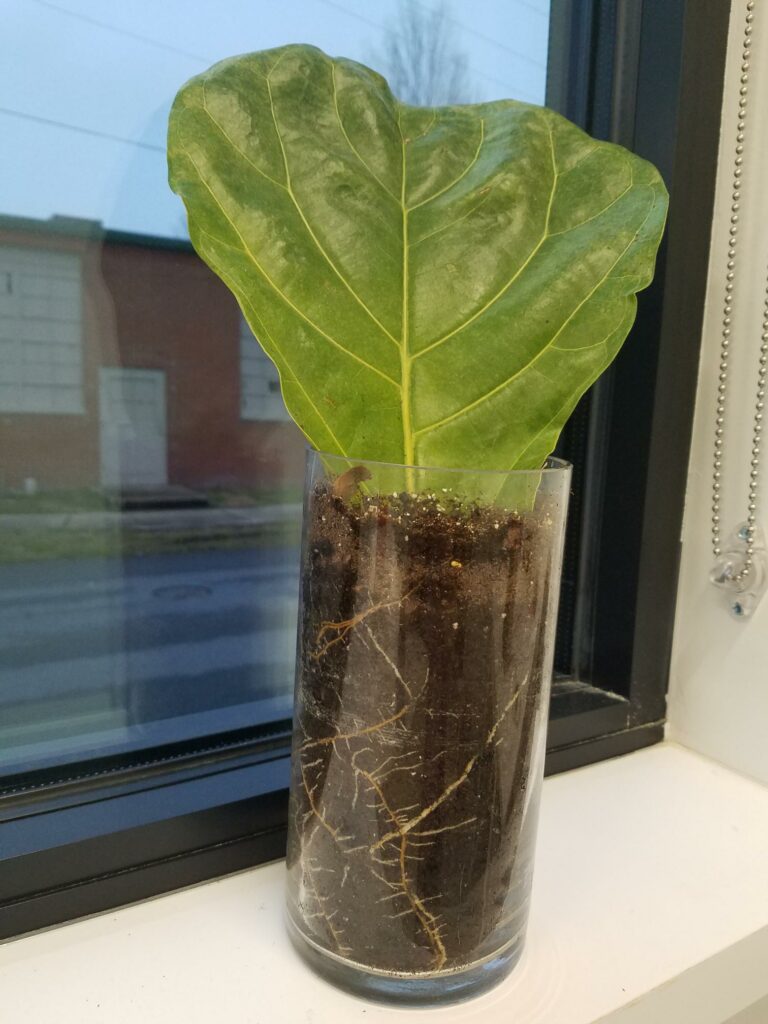 Rooty the Fig Leaf Mascot of Cavod's Manheim Location